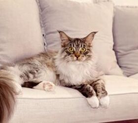 why your cat is suddenly hissing, Cat on couch image via Canva