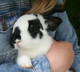 5 Fun Facts About Rabbits You Might Not Know