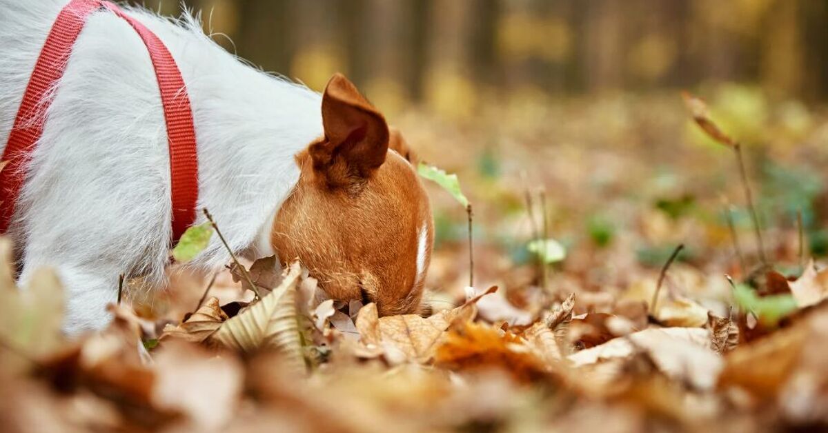 3 Common Pet Risks to Watch Out For This Fall | PetGuide