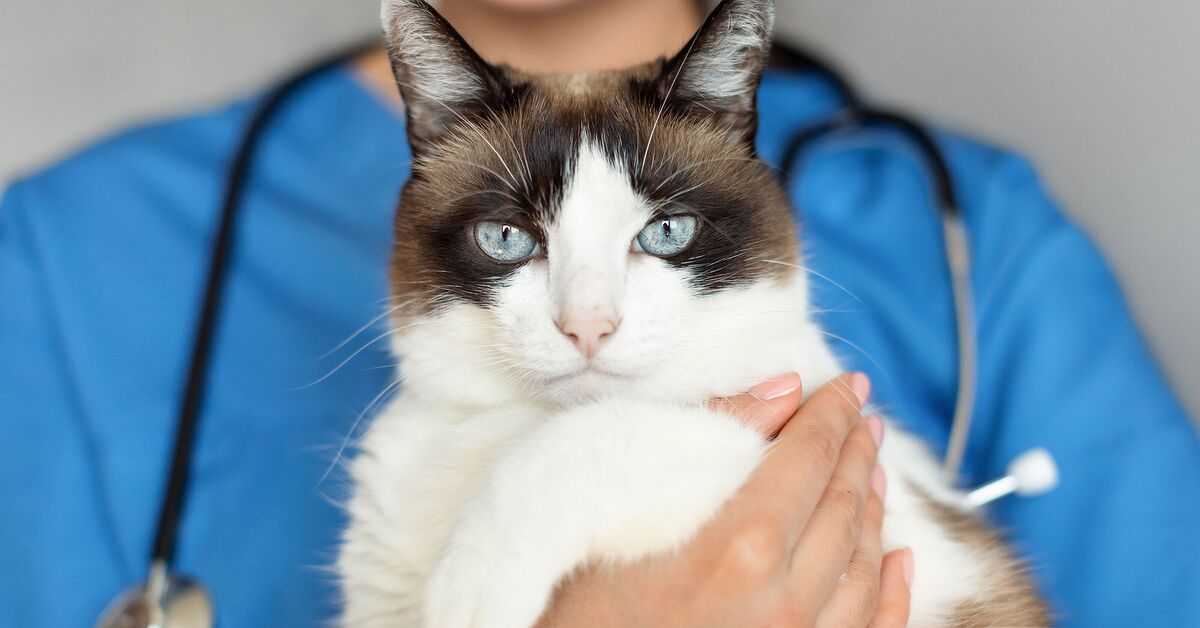 Cancer Medication For Cats With Fever And Weight Loss photo