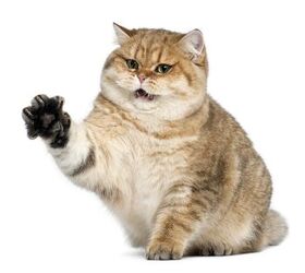Ohio Bill Would Make Declawing Cats Illegal