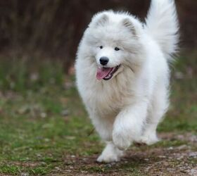 5 dog breeds loved by royalty, Samoyed image via Canva