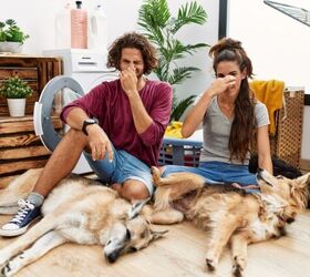 The Stinky Truth: Can My Dog's Diet Be Making Them Smell Bad?