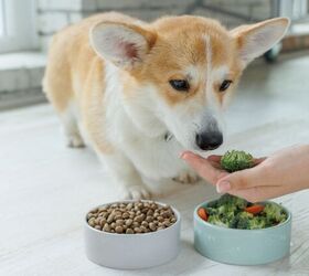 the stinky truth can my dog s diet be making them smell bad, Photo credit Nina Buday Shutterstock com