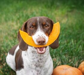 Vegan Dog Food? Don't Rule it Out!