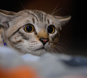 Signs of Anxiety in Cats