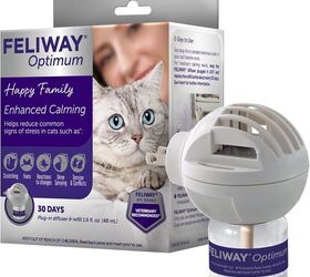 signs of anxiety in cats