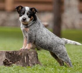 Viral Puppy Video Confirms the Best Way to Protect Young Joints