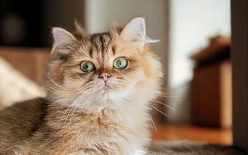 How to Know If a Cat Breeder is Reputable: Essential Tips Revealed