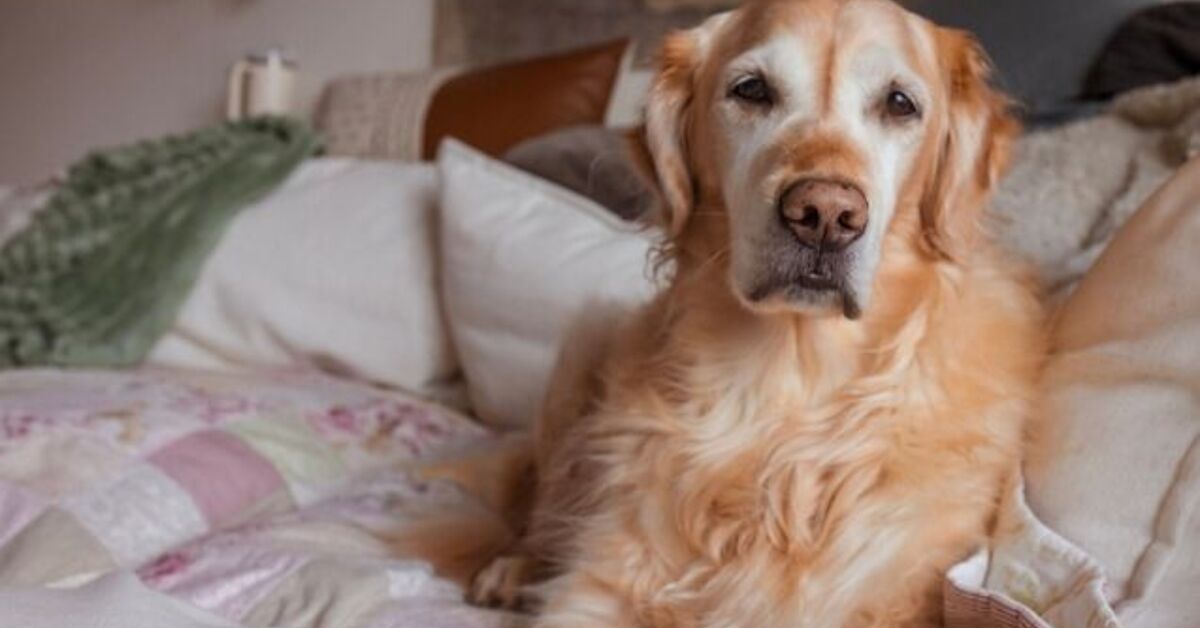 Creative Ways to Adapt Your Home for Your Senior Dog | PetGuide