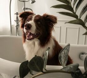 5 Bathroom Items To Always Keep Away From Your Pets