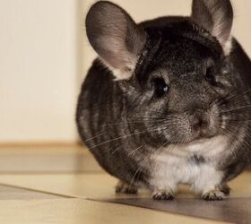 What to Know Before Getting a Pet Chinchilla