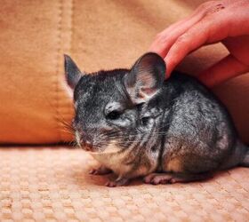 Chinchilla - image via Canva