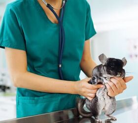 Chinchilla at vets - image via Canva