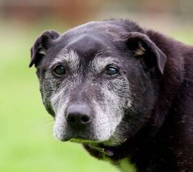 4 Tips for Taking Even Better Care of Your Senior Pet