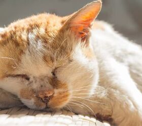 4 tips for taking even better care of your senior pet, Sleeping senior cat image via Canva