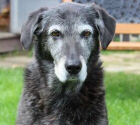 4 tips for taking even better care of your senior pet, Senior dog image via Canva