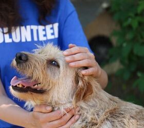 5 Helpful Things to Donate to Animal Shelters This Fall