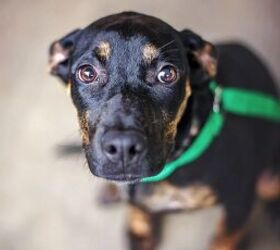 5 helpful things to donate to animal shelters this fall, Dog on leash image via Canva