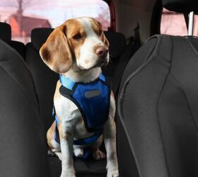 simple tips for keeping your pets safe in the car, Dog in car image via Canva
