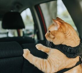 Simple Tips for Keeping Your Pets Safe in the Car