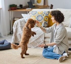 Is Pet Sitting the Most Expensive Part of Your Trip? New Data Says Yes
