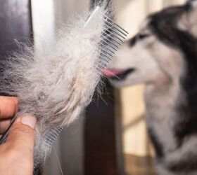 Why Is My Dog Suddenly Losing So Much Fur?