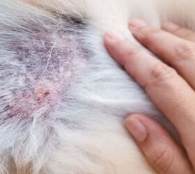 why is my dog suddenly losing so much fur, Fur loss image via Canva