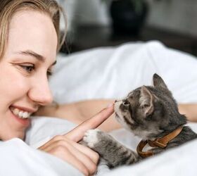 4 things families should discuss before bringing a new pet home, Girl petting a kitten image via Canva