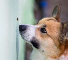 retired k9 sniffer maple is now busy as a bee, photo credit Bachkova Natalia shutterstock com