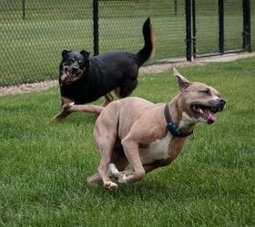 Is the Dog Park Right for Your Dog? Weighing the Risks vs. the Rewards