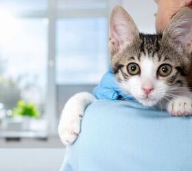 Vet Bills Got You Worried? Tips to Help Fund Emergency Pet Care