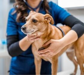 vet bills got you worried tips to help fund emergency pet care, Photo credit Ivanko80 Shutterstock com