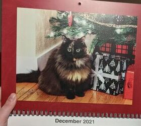 vet bills got you worried tips to help fund emergency pet care, Photo credit Britt Kascjak