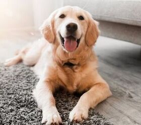 Virtual Dog Therapy Opens New Doors for Mental Wellbeing