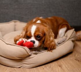 is catnip bad for dogs, Photo credit Yury Nikolaev Shutterstock com