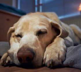 how to stop your dog from barking during the night, Dog sleeping image via Canva