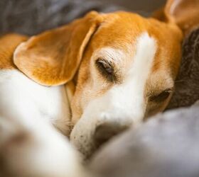 how to stop your dog from barking during the night, Dog sleeping image via Canva