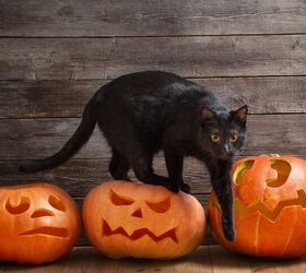 Black Cats, Halloween, and a Bum Wrap