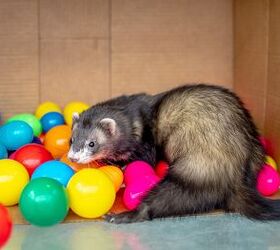 Ferret Enrichment: How To Make Your Ferret’s Life More Exciting