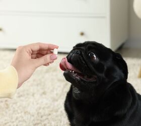 FDA Issues Emergency Use Authorization to Treat Screwworm in Dogs