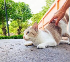 Cats and Bum Slapping. It's a Thing!