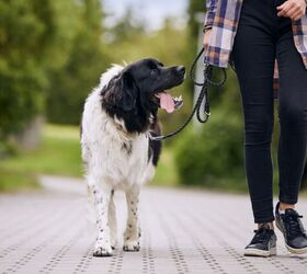Accident Proof Your Dog Walks Now with These Simple Leash Accessories