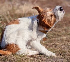 tips for soothing itchy skin in dogs, Photo credit Reddogs Shutterstock com