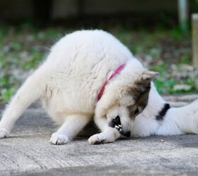 tips for soothing itchy skin in dogs, Photo credit KPhrom Shutterstock com