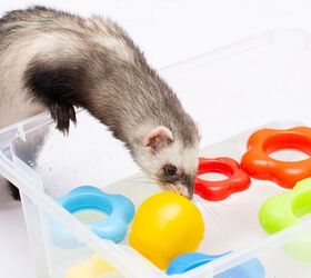 playtime with ferrets how to choose the right toys, Irina Vasilevskaia Shutterstock