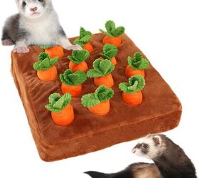 playtime with ferrets how to choose the right toys