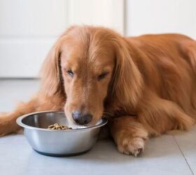 how to stop your dog from eating too fast, Dog eating image via Canva