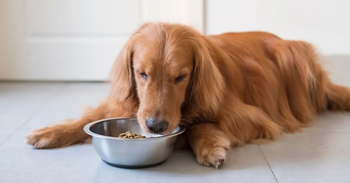 Blocking Rapid Dog Eating photo