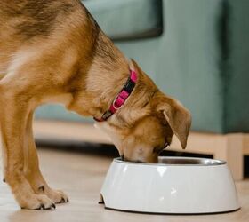 how to stop your dog from eating too fast, Dog eating image via Canva